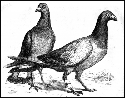 Pigeon_Messengers_(Harper's_Engraving)