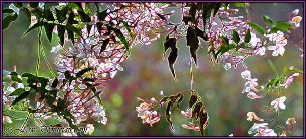 Exotic Jasmine by Fax Sinclair