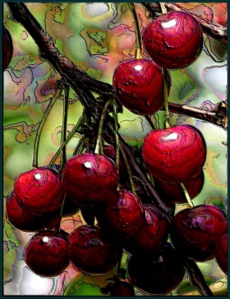 Altered Image of Morello Cherries by Glysiak